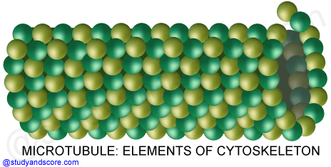 intermediate filaments, cytoskeleton, structure and function, organelles, microtubules, actin filaments